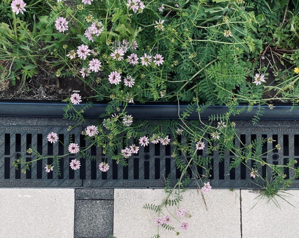 Dräneringsränna bredvid gräsmatta med blommor